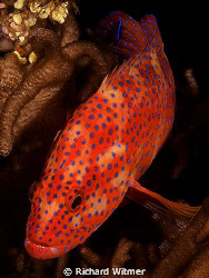 Jewel Grouper (Cephalopholis miniata) on the USAT Liberty... by Richard Witmer 